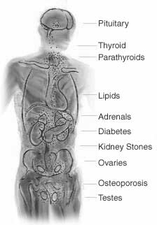 Endocrinology Overview Diagram